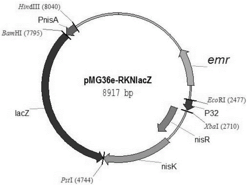 Method for improving nisin induction efficiency in lactic acid bacteria NICE expression system