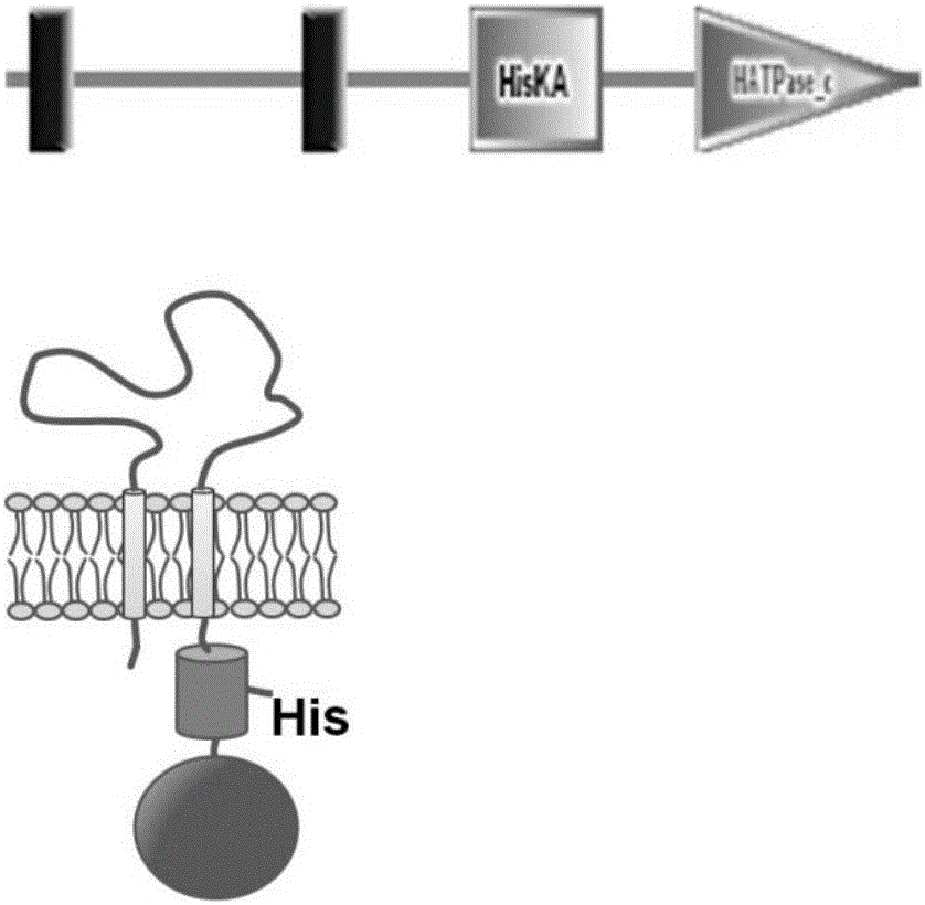 Method for improving nisin induction efficiency in lactic acid bacteria NICE expression system