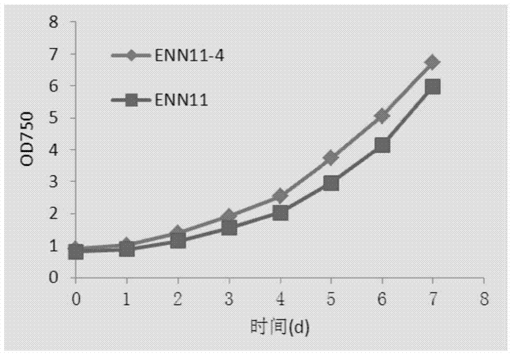 A mutant strain of Nannochloropsis pseudochloropsis and its application