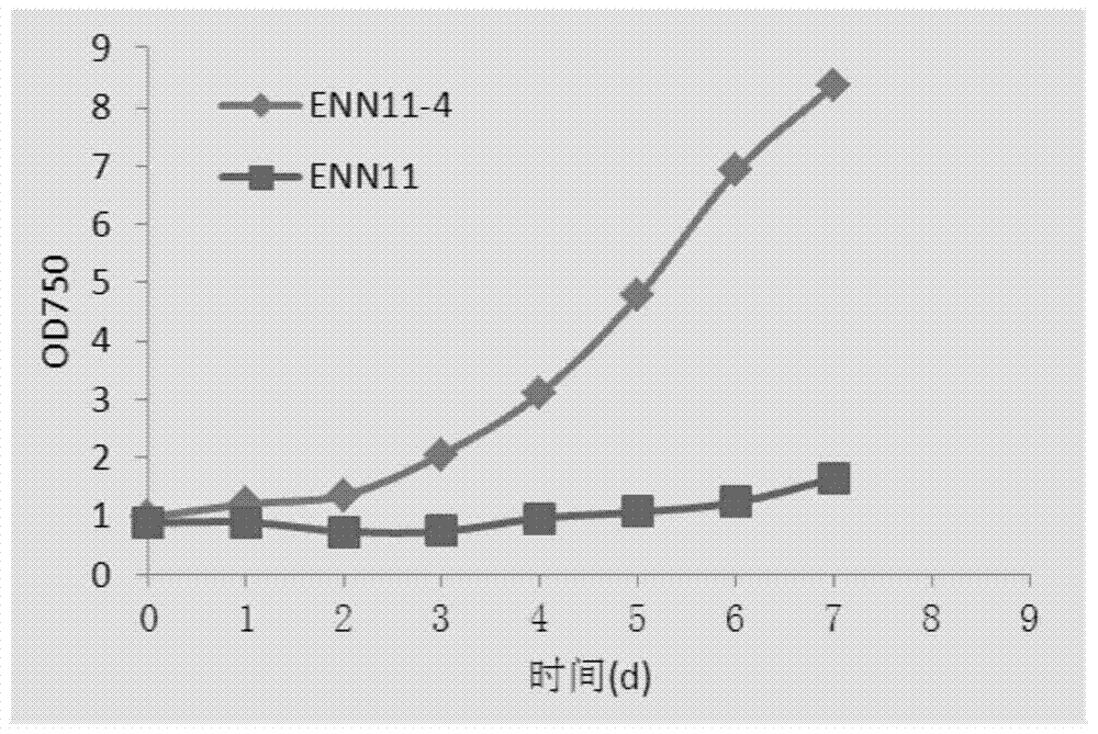 A mutant strain of Nannochloropsis pseudochloropsis and its application