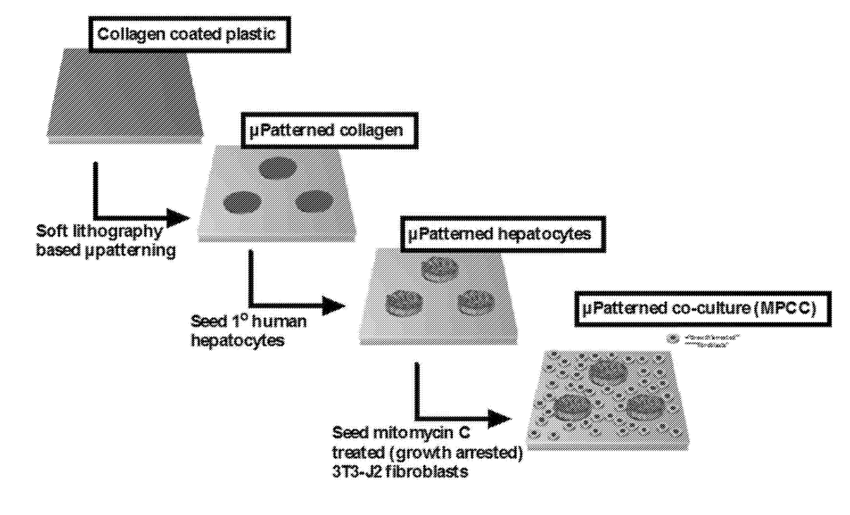 Compositions and methods for increasing hepatocyte functional lifetime in vitro