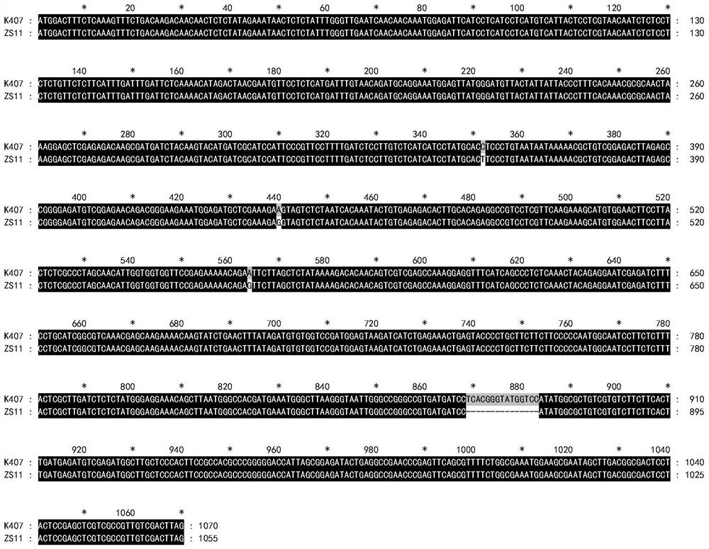 Gene related to thousand seed weight of rape as well as molecular marker and application of gene