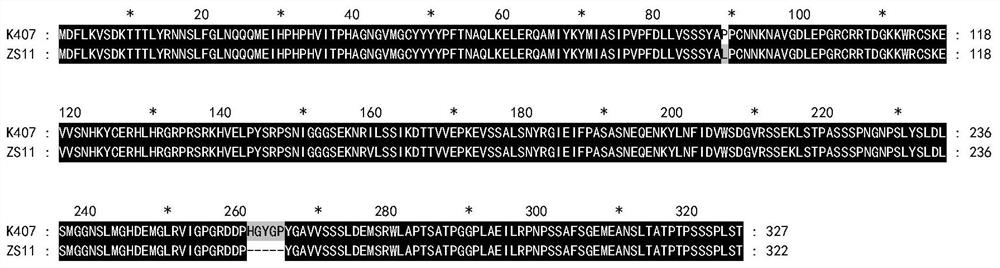 Gene related to thousand seed weight of rape as well as molecular marker and application of gene