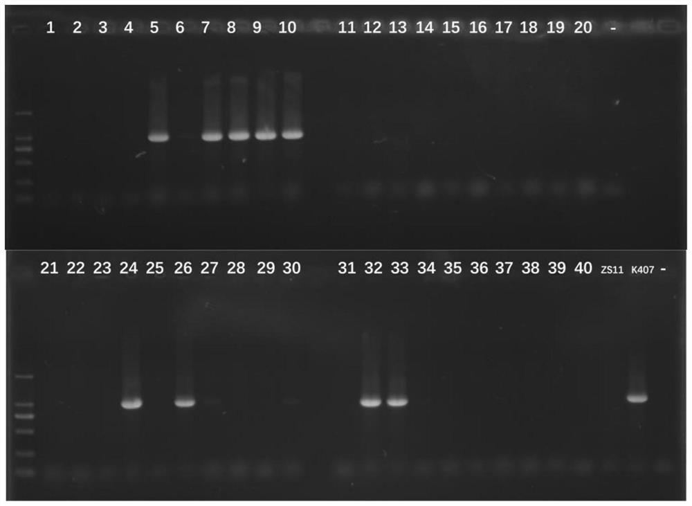 Gene related to thousand seed weight of rape as well as molecular marker and application of gene