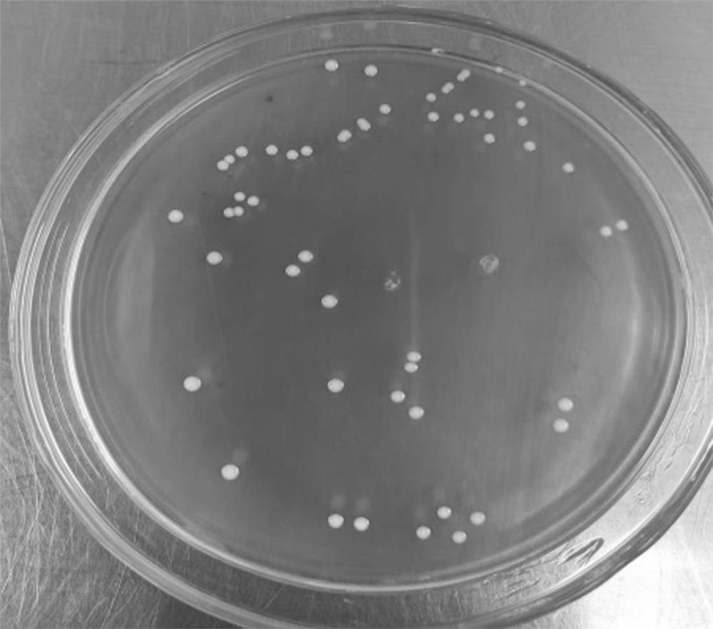 Bifidobacterium animalis subsp. Lactis strain WKB148 as well as product and application thereof