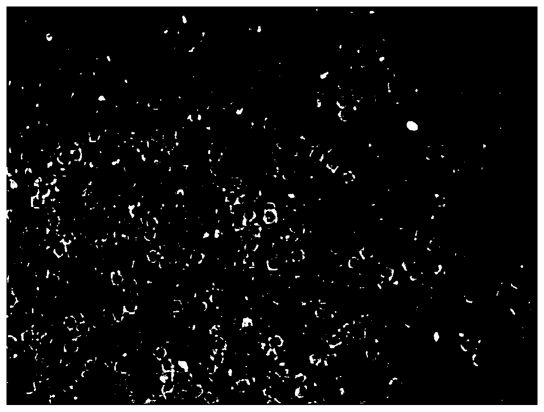 Bristle-like chemical fiber filament brushing bristle