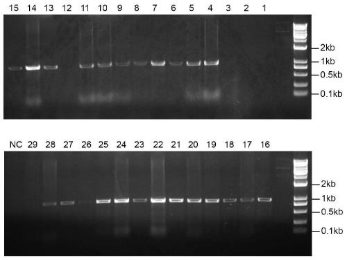 Transformation method for bacillus amyloliquefaciens