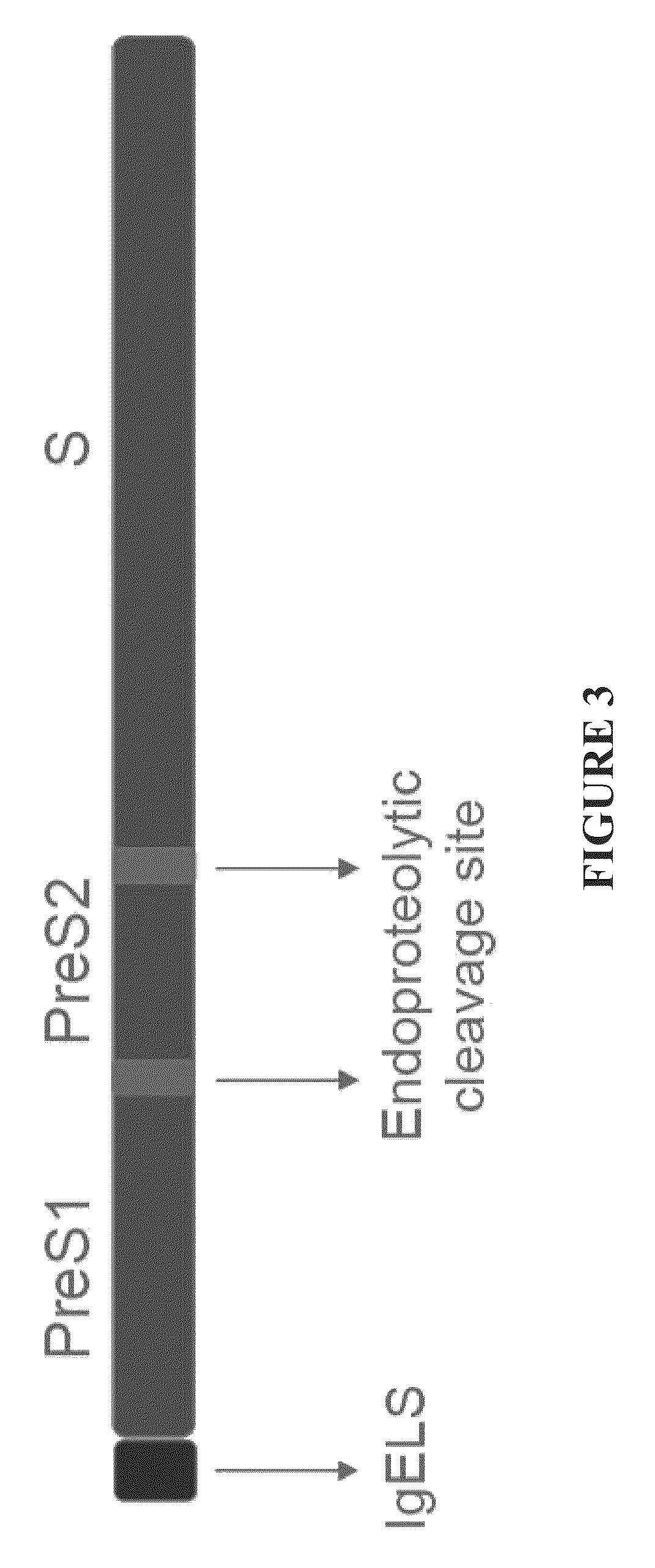 Nucleic acid molecule encoding hepatitis B virus core protein and surface antigen protein and vaccine comprising the same