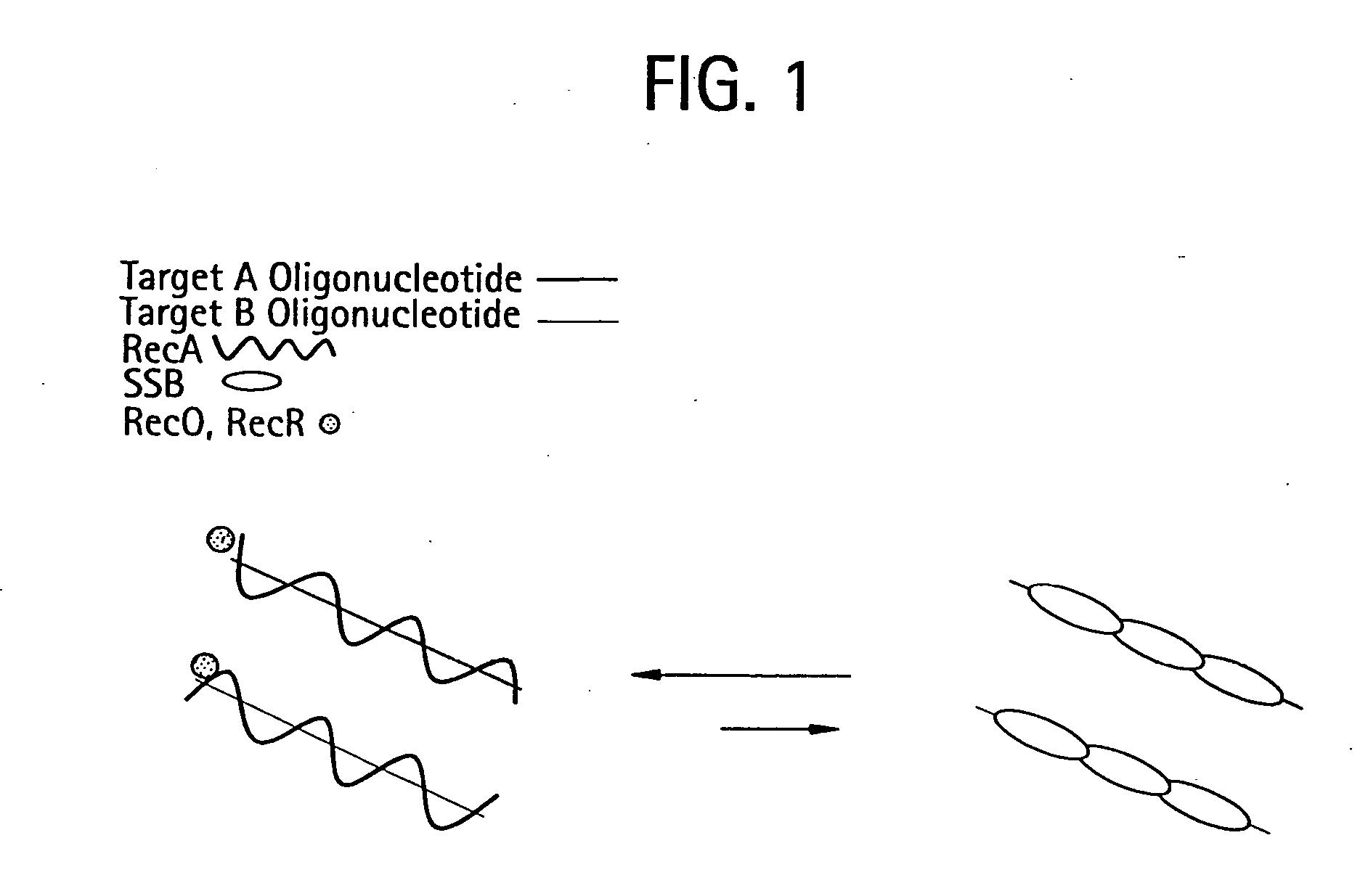 Recombinase polymerase amplification