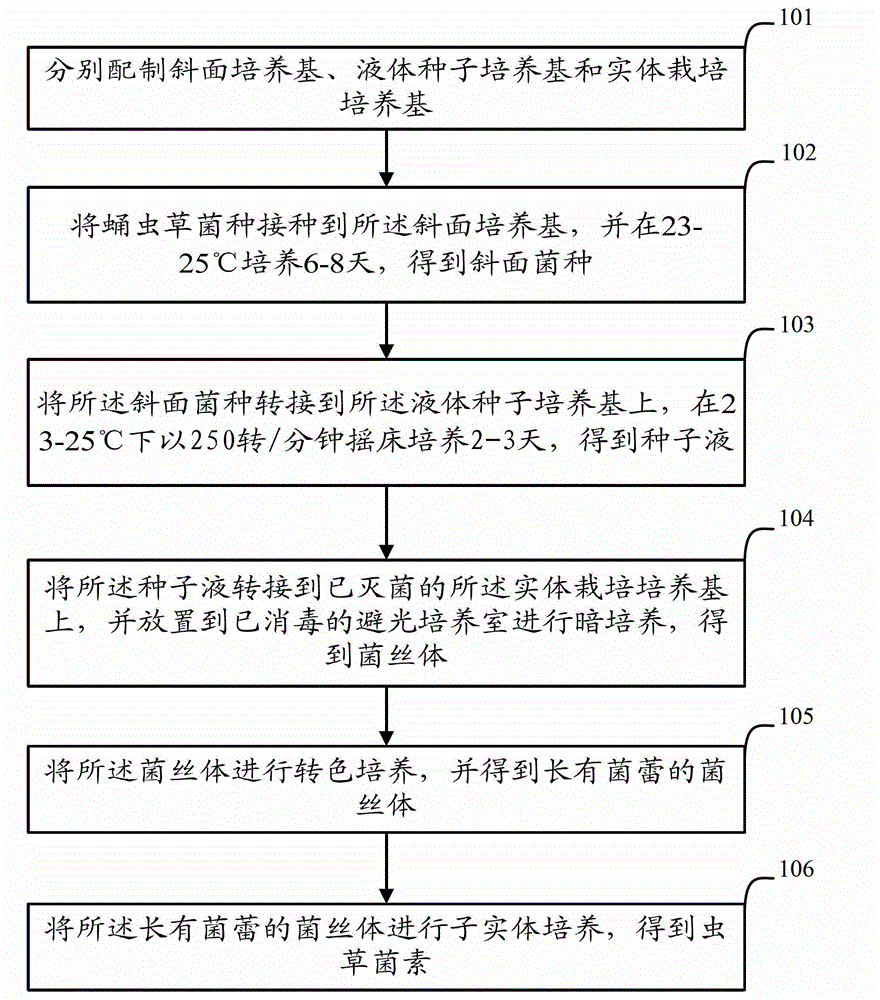 Cultivation method of cordyceps militaris