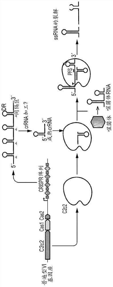 Crispr effector system based multiplex diagnostics