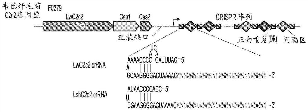 Crispr effector system based multiplex diagnostics