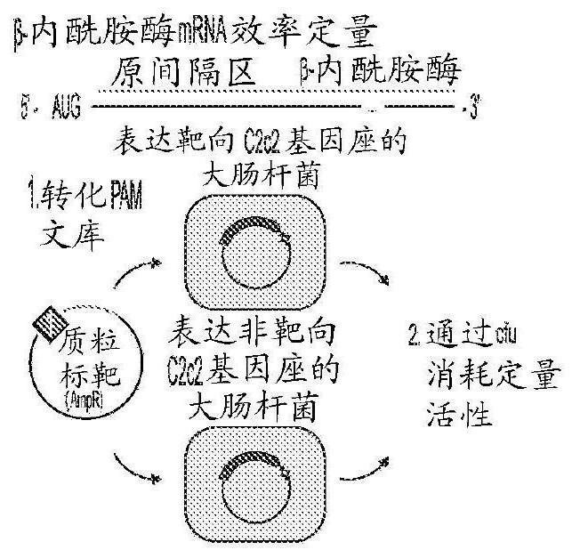 Crispr effector system based multiplex diagnostics