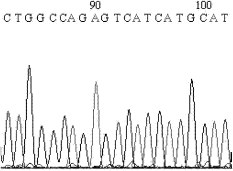 Primer, probe, locked nucleic acid probe, kit and detection method for detecting PDGFRA gene hotspot mutation