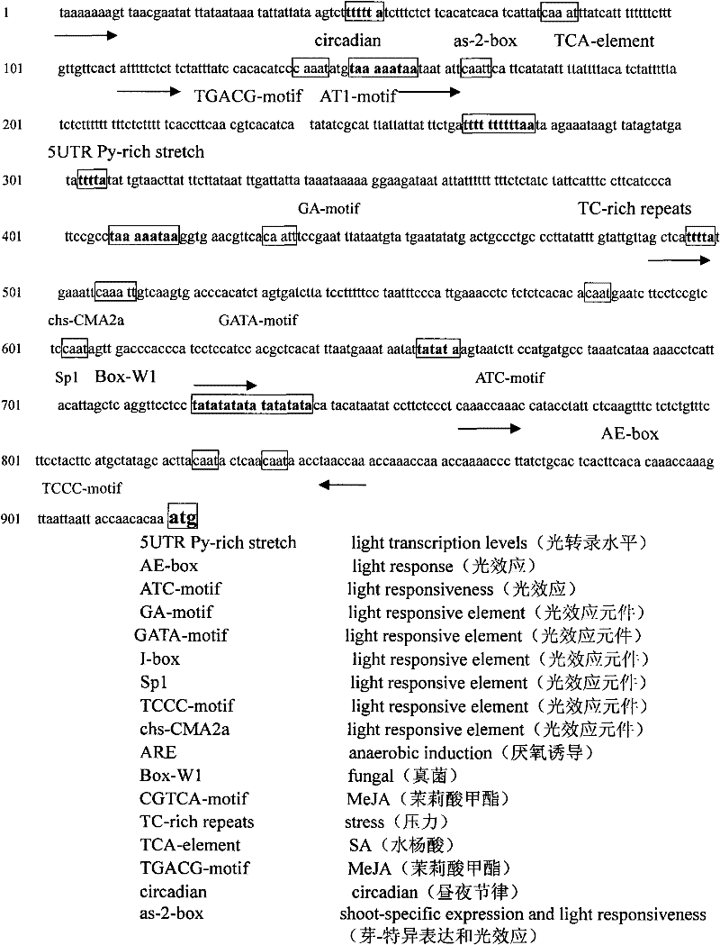 Plant promoter related to photoperiod and application thereof