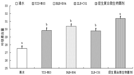 A kind of growth-promoting composite microbial bacterial agent and its application