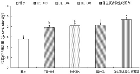 A kind of growth-promoting composite microbial bacterial agent and its application