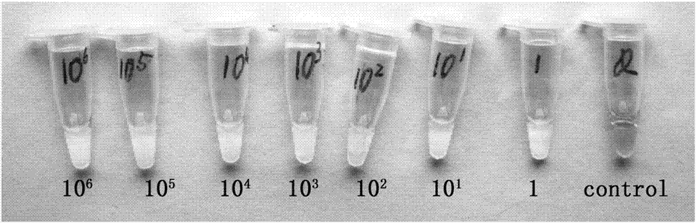 LAMP primer group for detecting enterobacter aerogenes, kit and rapid detection method