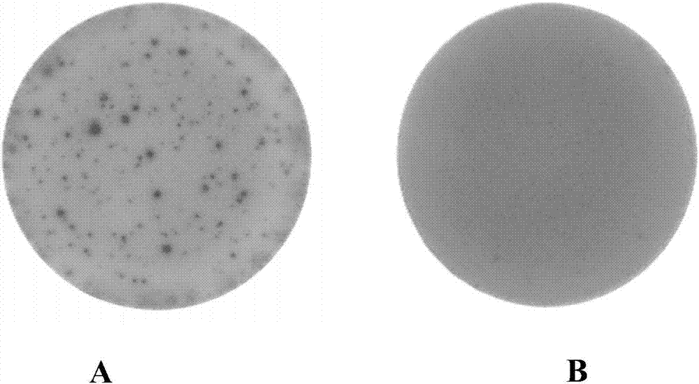 A kind of elispot detection kit for detecting bovine brucellosis