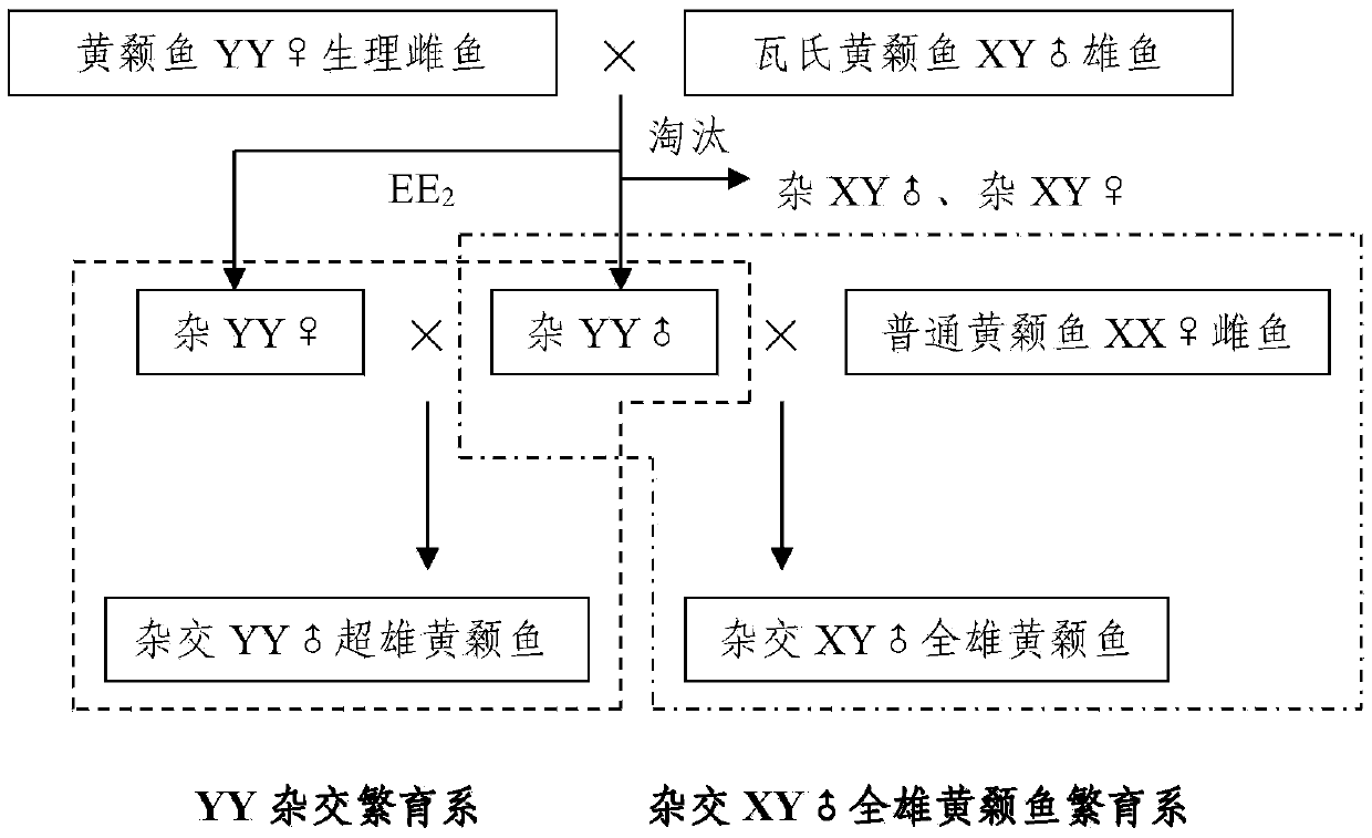 Method for quickly establishing cross-bred XY holandric pelteobagrus fulvidraco