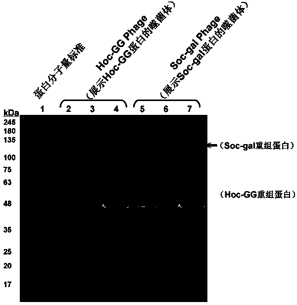 A method for displaying foreign protein macromolecules on the surface of t4 bacteriophage using the intracellular synchronous expression method