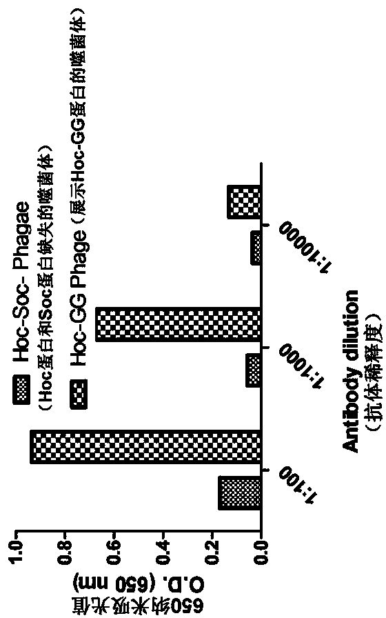 A method for displaying foreign protein macromolecules on the surface of t4 bacteriophage using the intracellular synchronous expression method