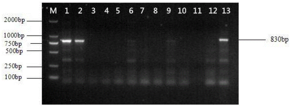 Rapid identification molecular marker of self-compatible variety of loquat, marker primer and identification method