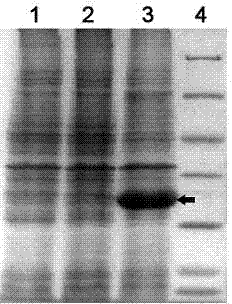 Vaporophage bacterium cgmcc4969 and its application in the biotransformation of 3-cyanopyridine to nicotinamide