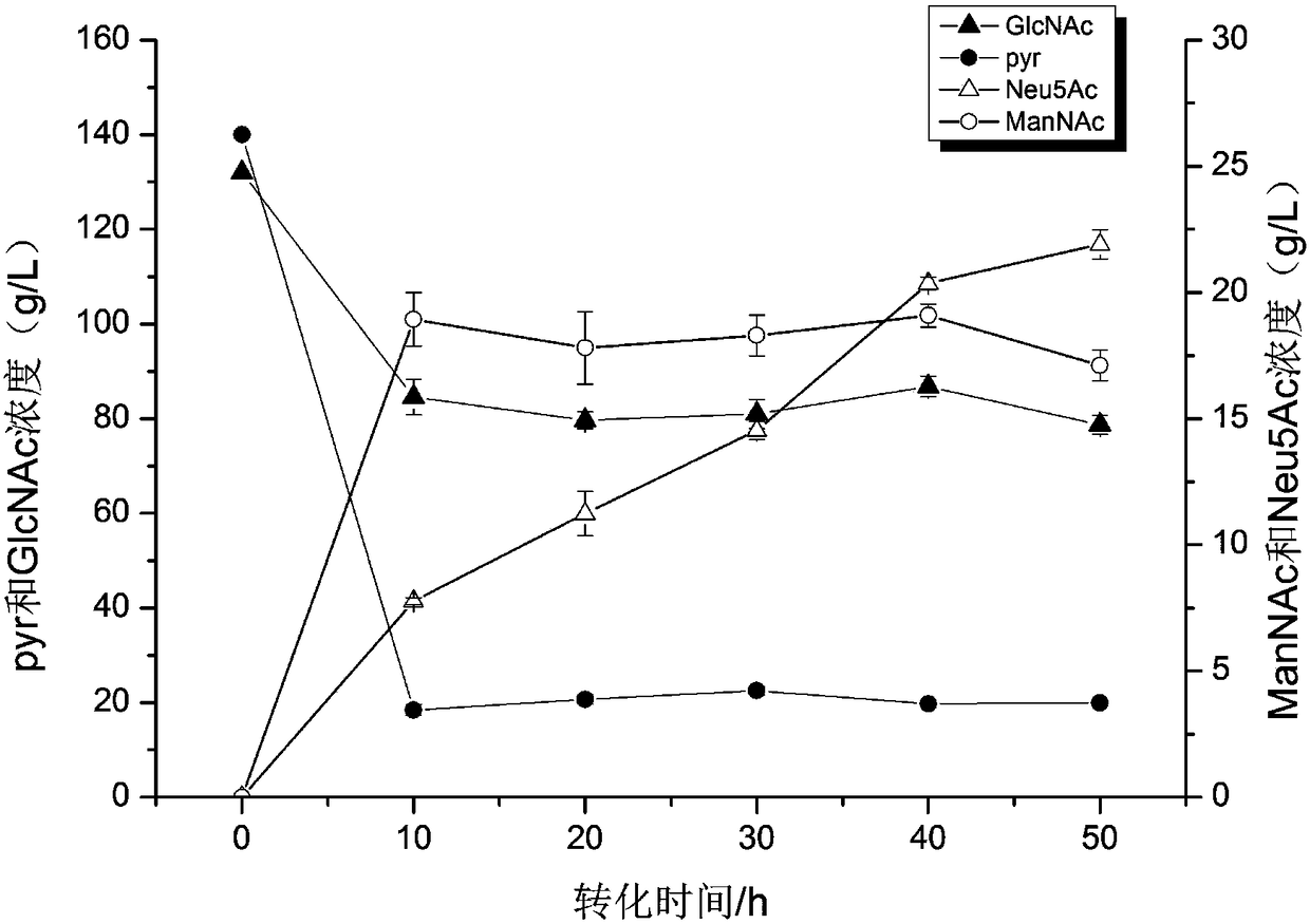 Method for producing N-acetylneuraminic acid through recombinant bacillus subtilis whole-cell transformation