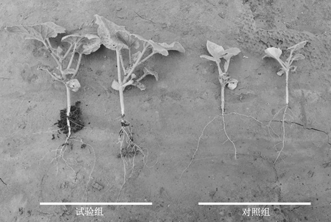 Bacillus subtilis pro6a5, its bacterial agent and preparation method and application in melon cultivation