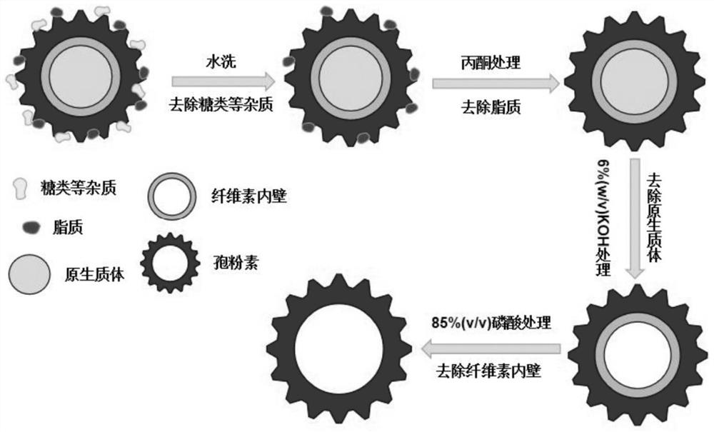 Sporopollen-nanogold compound as well as preparation method and application thereof