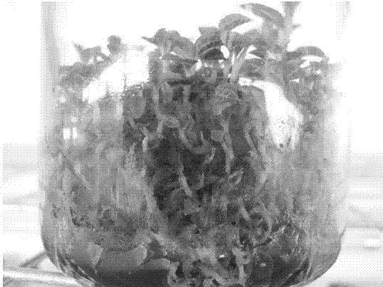 Key technology of organic additive for roxburgh anoectochilus terminal bud industrialization intermediate propagation