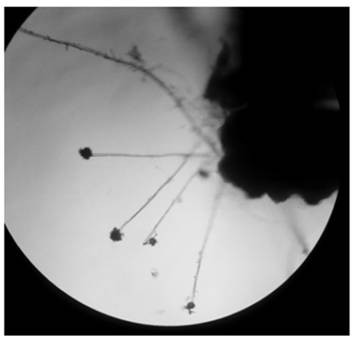 A kind of aspergillus fungal strain and application thereof