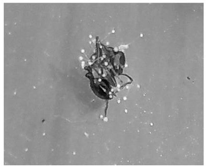 A kind of aspergillus fungal strain and application thereof