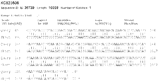 Marking primer and method for identifying channa argus and channa maculate as well as F1-generation channa argus*channa maculate and channa maculate*channa argus hybridized by channa argus and channa maculate