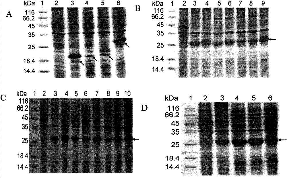 Helicobacter pylori urease B antigen epitope polypeptide and application thereof