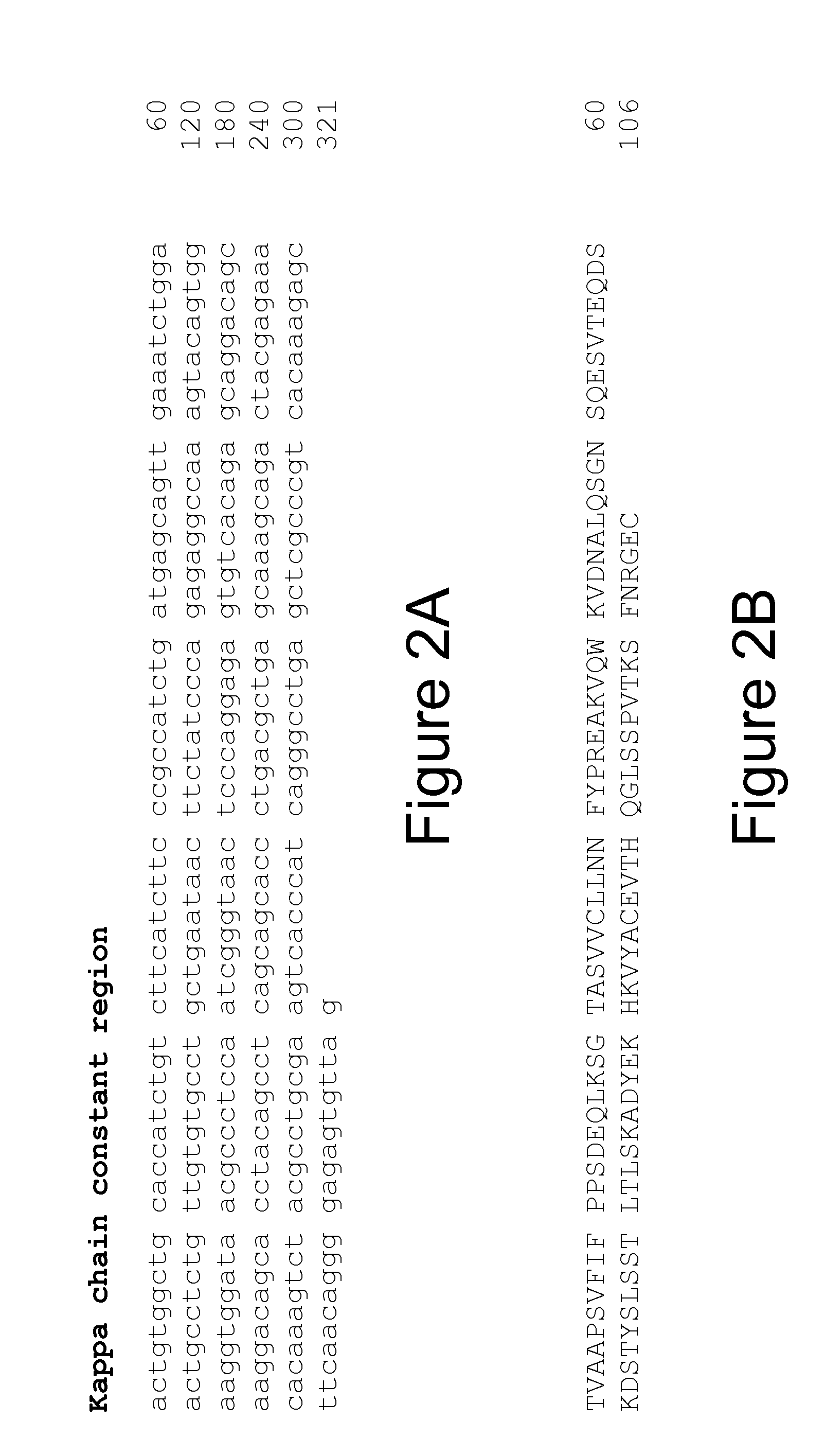 Human Anti-OPGL Neutralizing Antibodies As Selective OPGL Pathway Inhibitors