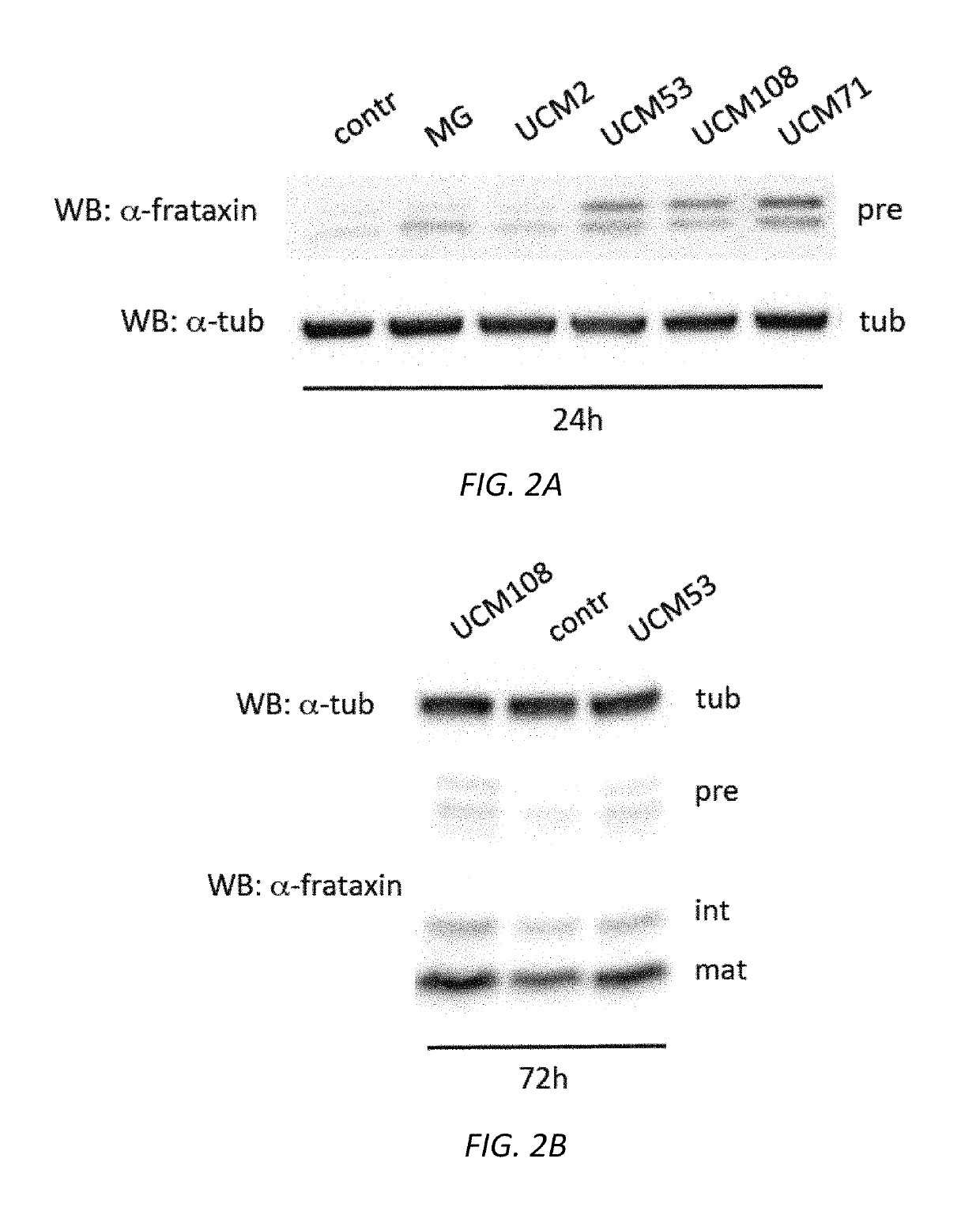 Compositions and methods for treating Friedreich's ataxia