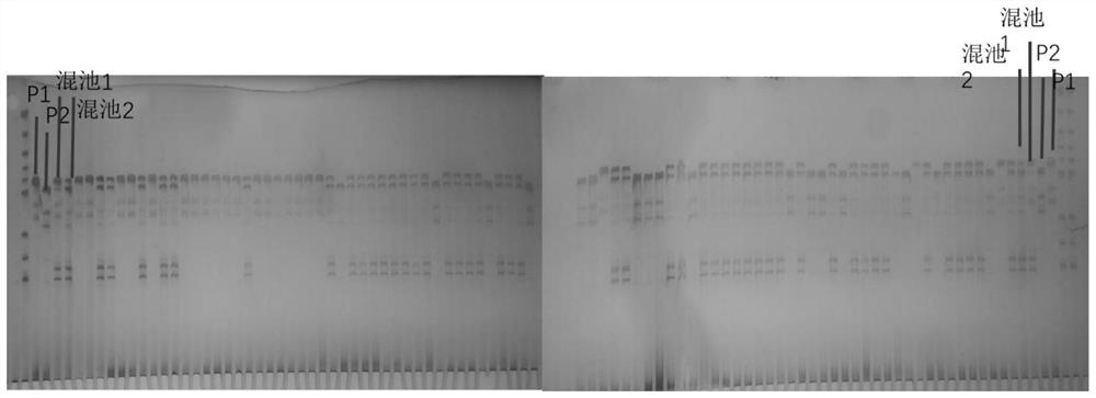 Two indel markers closely linked to the yellow-white peel of cucumber and their applications