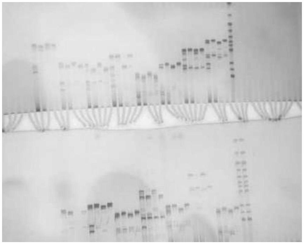 Two indel markers closely linked to the yellow-white peel of cucumber and their applications