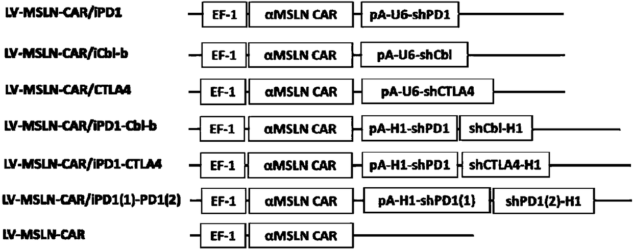 Transgenic lymphocyte co-expressing anti-mesothelin (MSLN) chimeric antigen receptor and immune checkpoint inhibitory molecule and application thereof