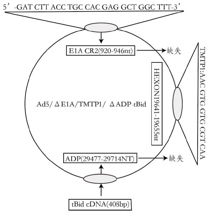 Oncolytic adenovirus recombinant carrying TMTP1 and tBid as well as construction method and application of oncolytic adenovirus recombinant