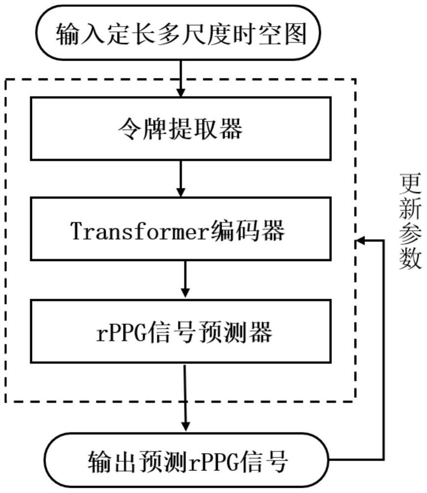 Face video heart rate estimation system and method based on token learning