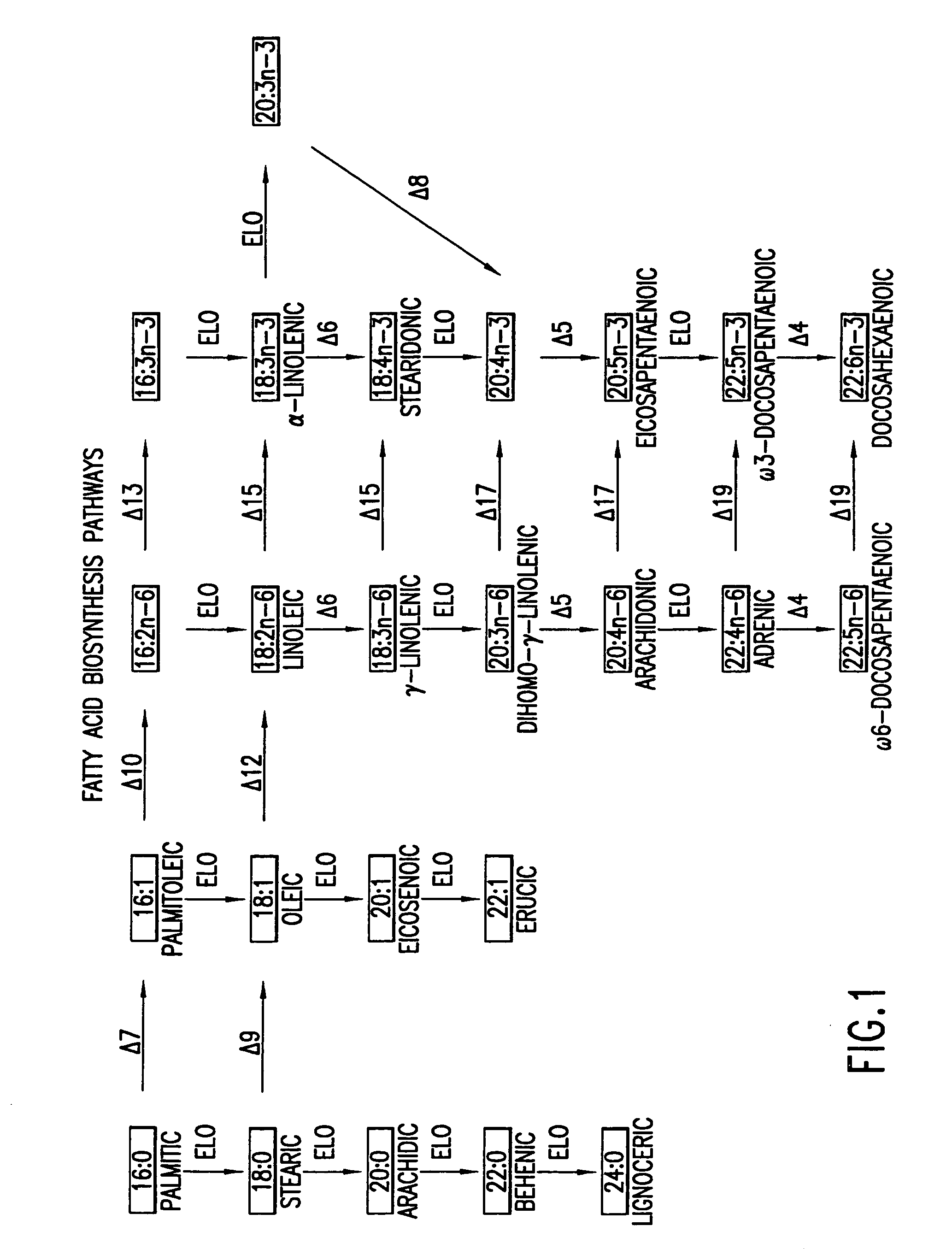 Elongase genes and uses thereof