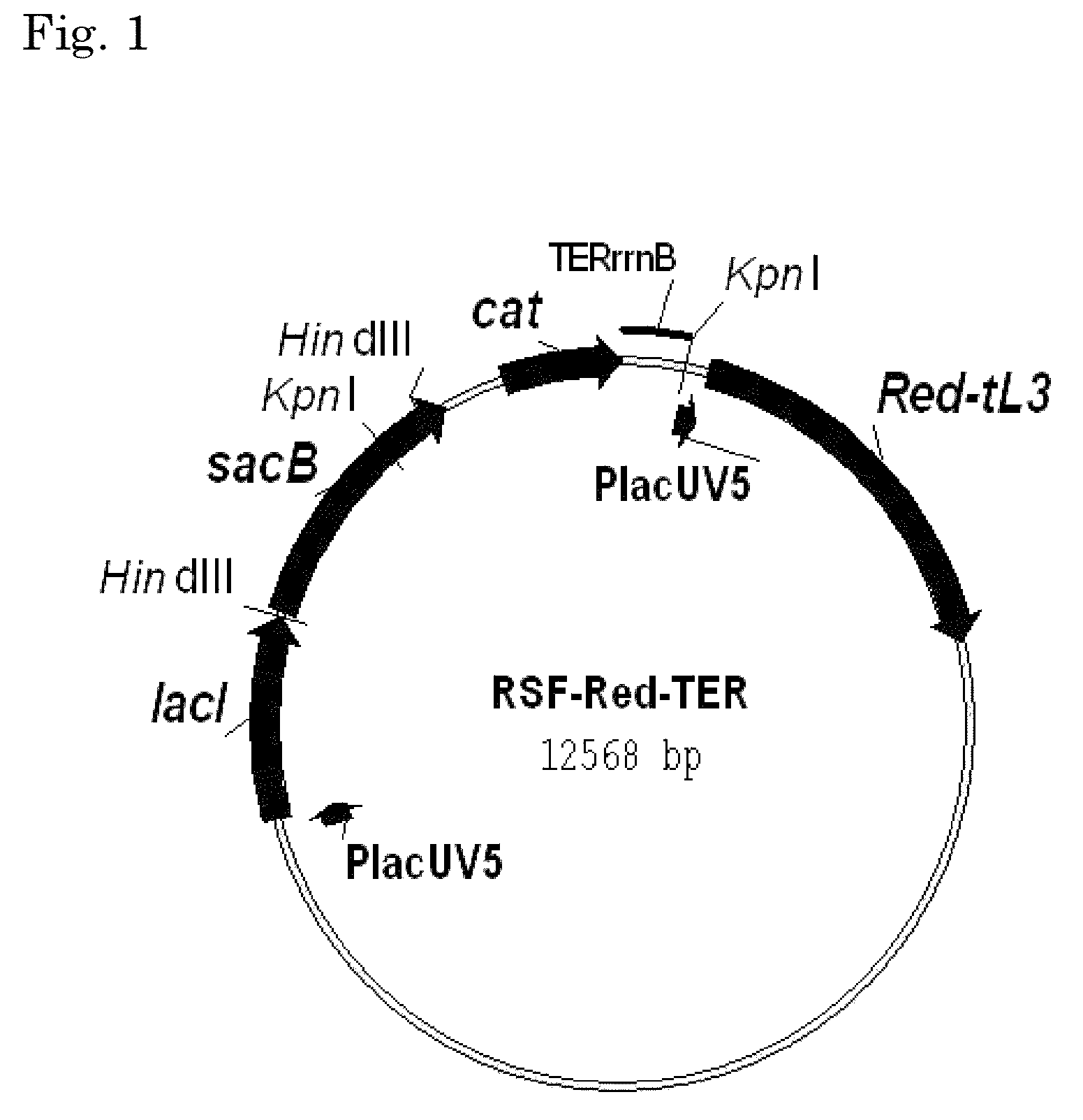 L-amino acid producing microorganism and a method for producing an L-amino acid