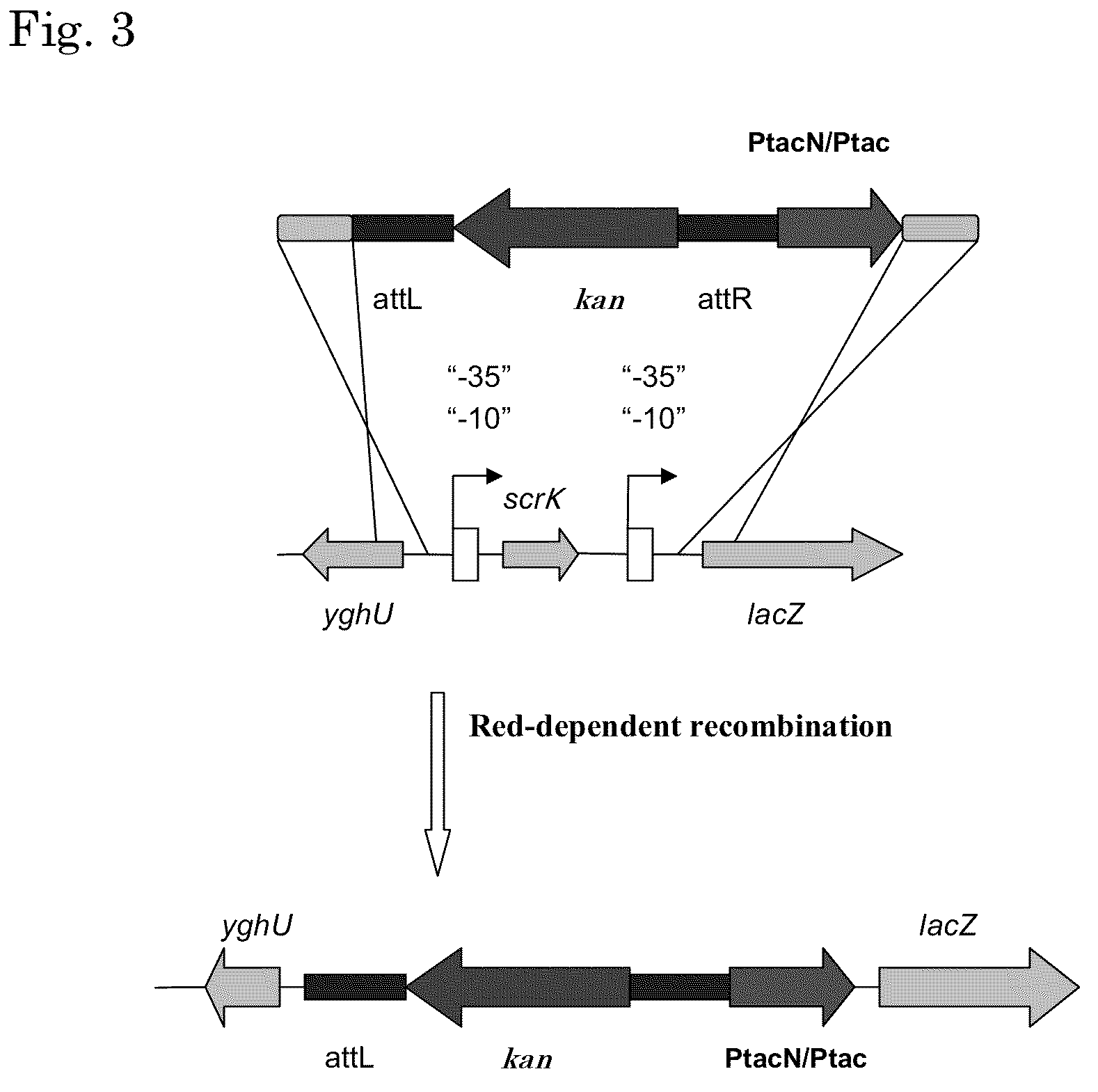 L-amino acid producing microorganism and a method for producing an L-amino acid