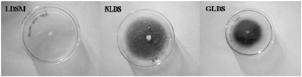 Method for degrading aflatoxins in peanut meal by utilizing solid fermentation of fructificatio amaurodermatis rudae