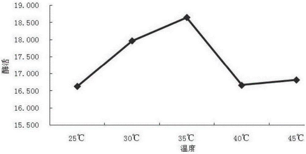 Method for degrading aflatoxins in peanut meal by utilizing solid fermentation of fructificatio amaurodermatis rudae