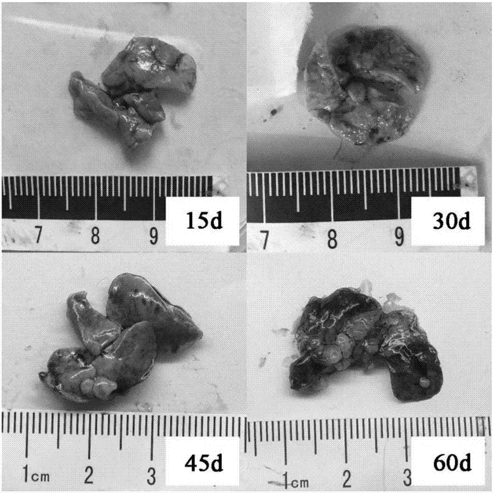 Method for establishing meriones meridianus hepatic alveolar echinococcosis animal model