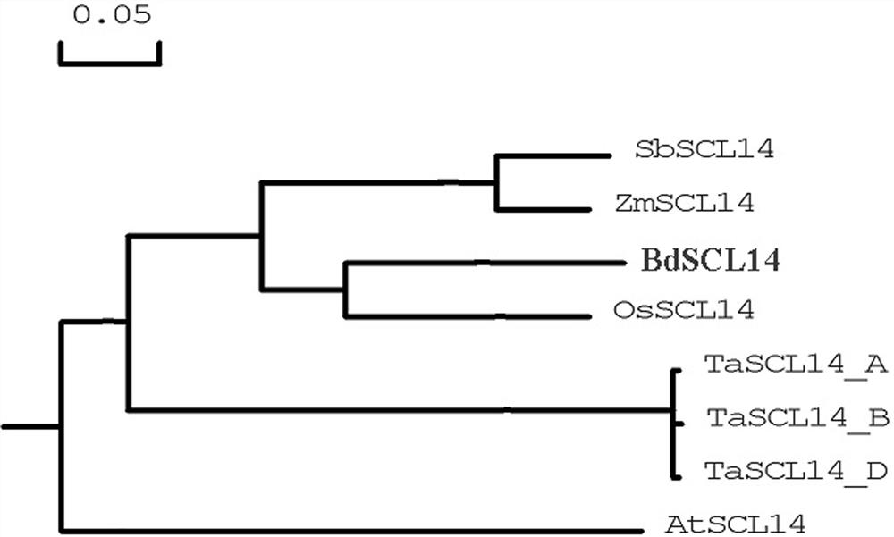 corn gene  <i>zmscl14</i> Application in regulating plant flowering period